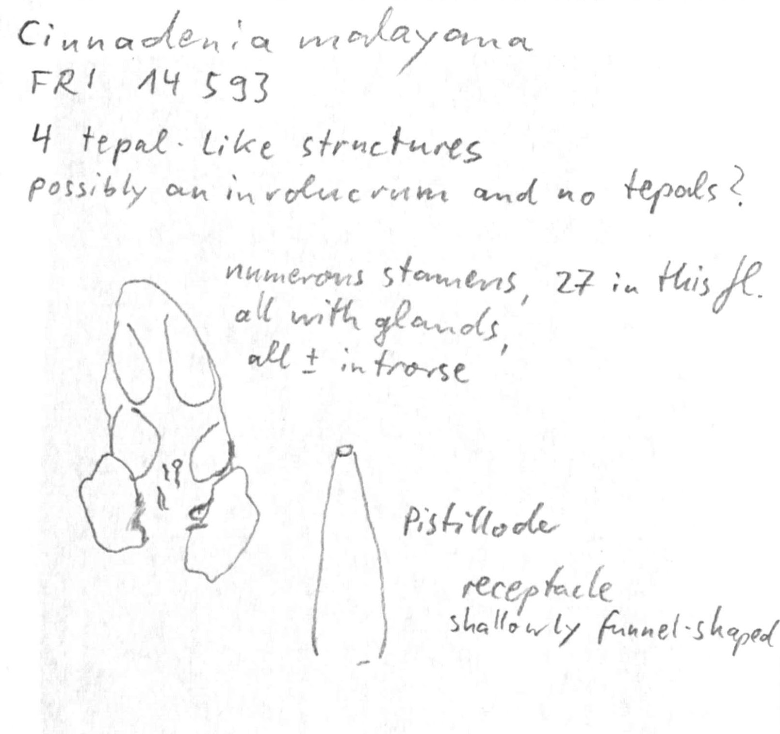 preview Cinnadenia malayana Kosterm.